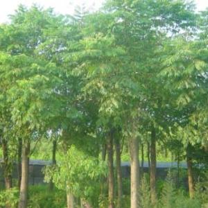 山東樸樹供應