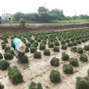 百慕大草坪系種植批發(fā)