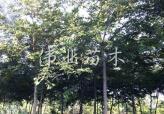 櫸樹批發(fā)生產(chǎn)