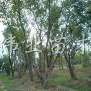 叢生烏桕