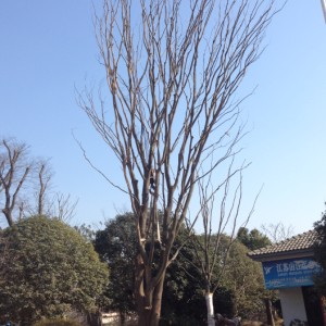 叢生樸樹