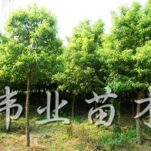 欒樹直銷批發(fā)