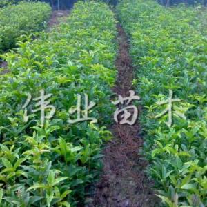 石楠