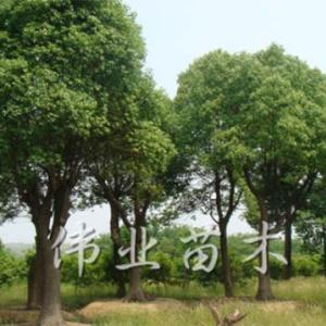香樟直銷批發