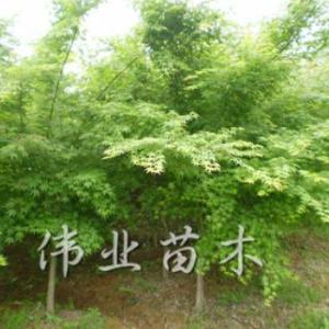 雞爪槭直銷批發