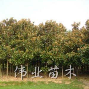 廣玉蘭直銷批發