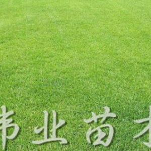 馬尼拉直銷批發