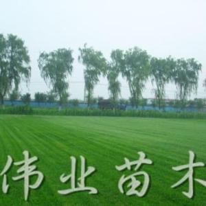 天堂草直銷