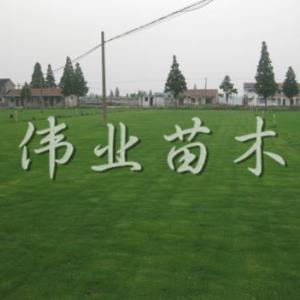 果嶺草直銷批發