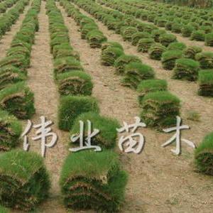 百慕大直銷