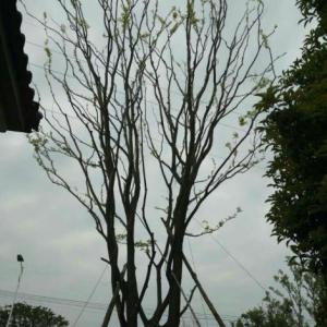 樸樹優(yōu)質(zhì)