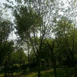 榔榆苗批發(fā)