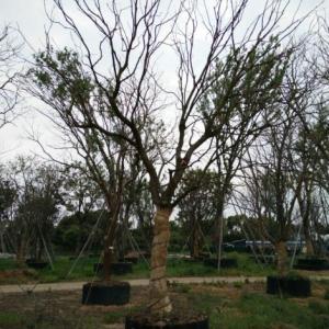 優(yōu)質(zhì)烏桕銷售