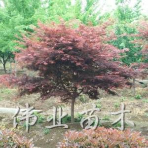 優質紅楓直銷批發