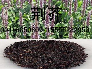 紫花地丁种子