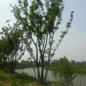 叢生樸樹(shù)系列