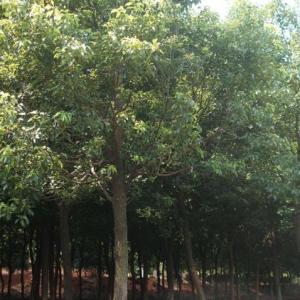 香樟種植