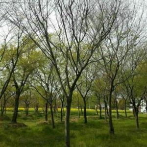 移栽櫸樹