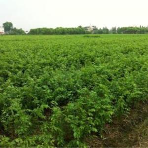 優質櫸樹小苗
