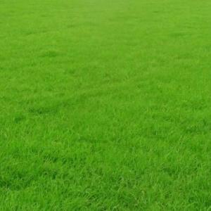 優(yōu)質(zhì)狗牙根草坪