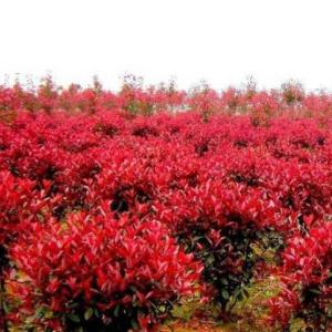 優(yōu)質(zhì)紅葉石楠