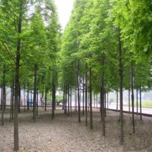 優質池杉