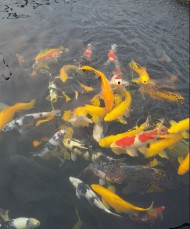 黃錦鯉