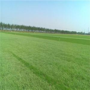 黑麥草草坪批發