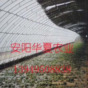 溫室大棚