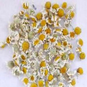 優(yōu)質(zhì)香洋菊