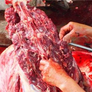 鮮驢肉
