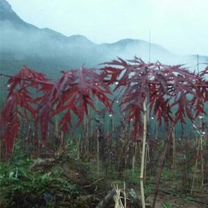 雨后的石榴紅羽毛楓