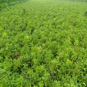 白術種植基地