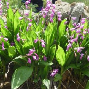 白芨栽培