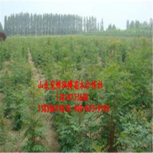 濟(jì)寧泓博苗木專業(yè)社   北欒  北欒小苗10