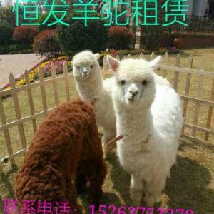 恒發羊駝出租