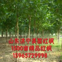 济宁美国红枫 美国红枫秋火焰 法桐2