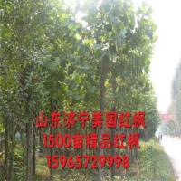 济宁美国红枫 美国红枫秋火焰 法桐4