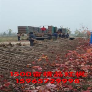 濟(jì)寧美國紅楓  美國紅楓秋火焰37.