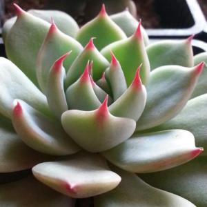 吉娃蓮