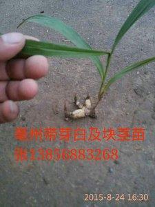 優(yōu)質(zhì)白芨種