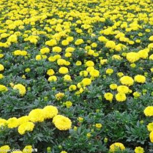 菊花種植