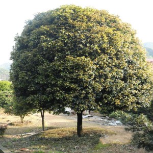 桂花樹銷售
