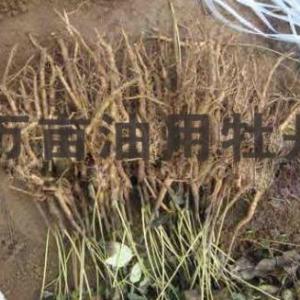 五年牡丹苗