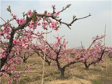 水蜜桃暢銷