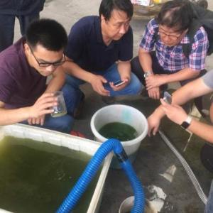 微納米氣泡應(yīng)用于海藻養(yǎng)殖的水處理