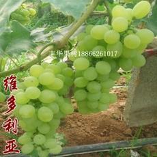 維多利亞葡萄苗