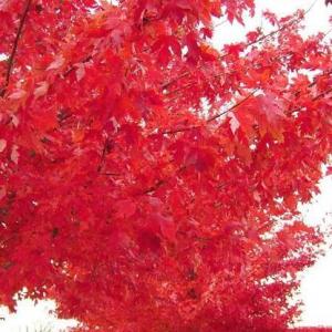 紅點(diǎn)紅楓樹冠