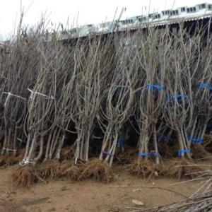 櫻桃、車厘子苗木