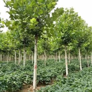 速生法桐、山東法桐、造型法桐、法桐價格、